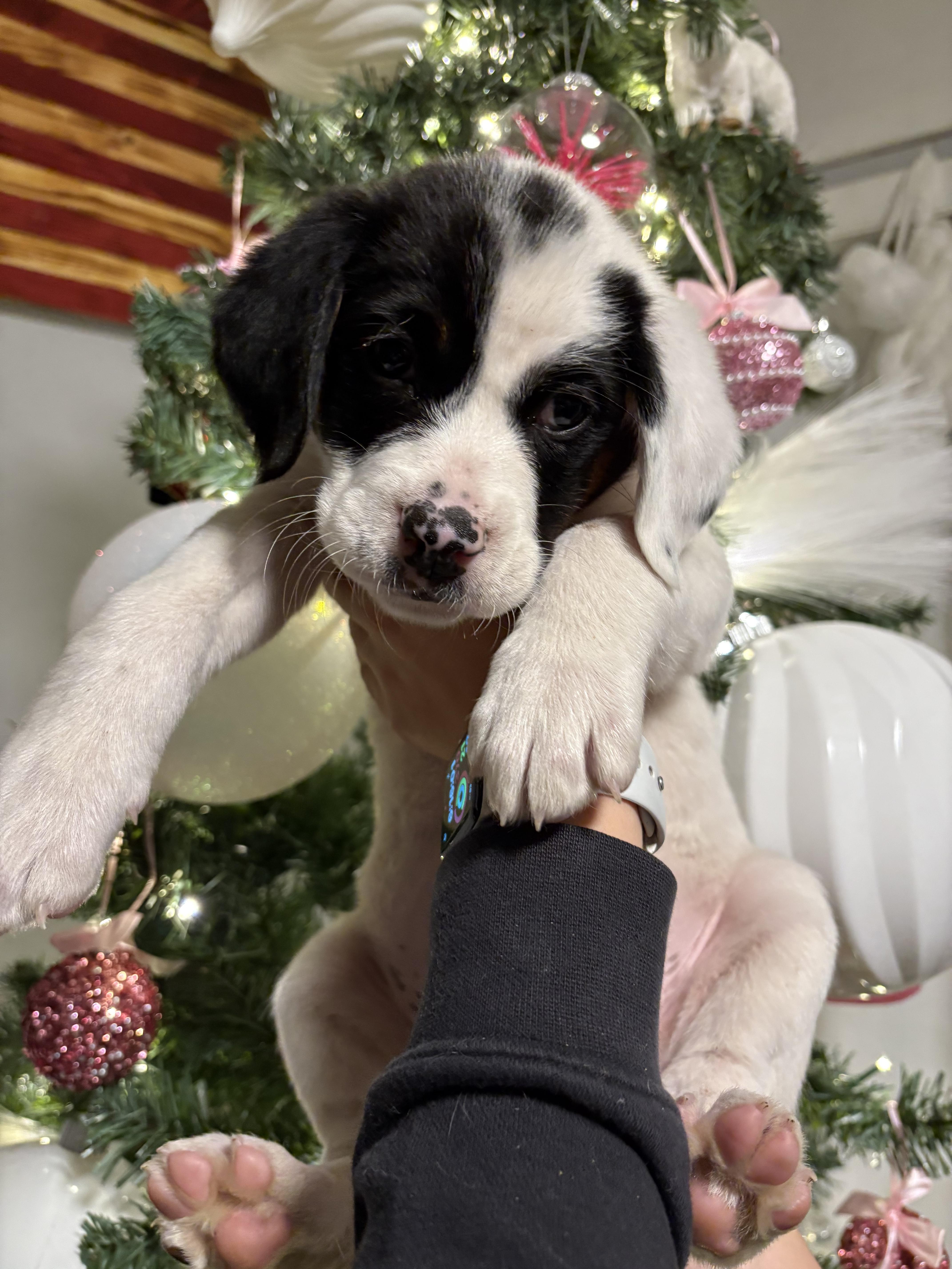 Noelle, a Adoptable Mixed Breed in Seville, OH image 5/6