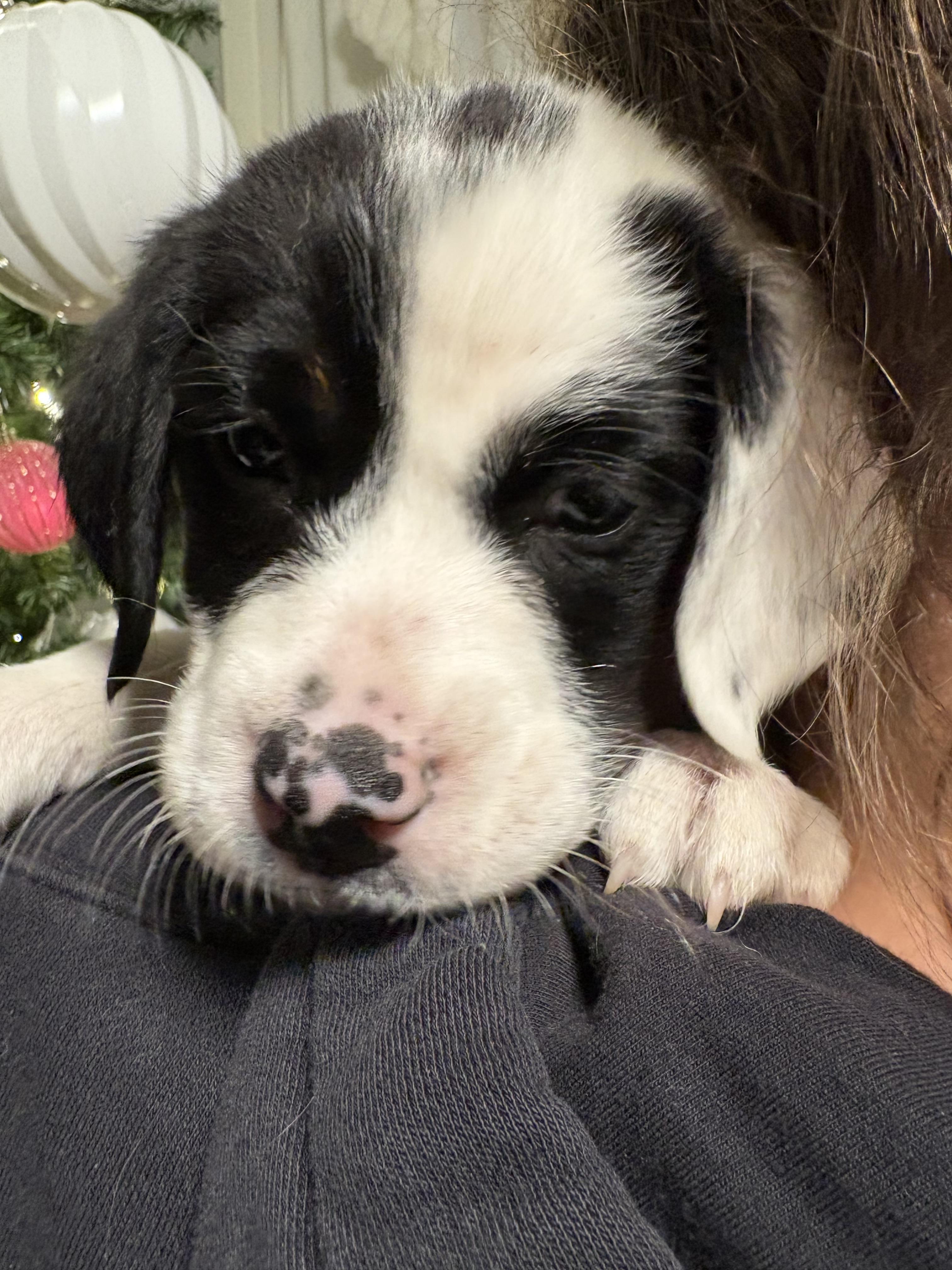 Noelle, a Adoptable Mixed Breed in Seville, OH image 6/6