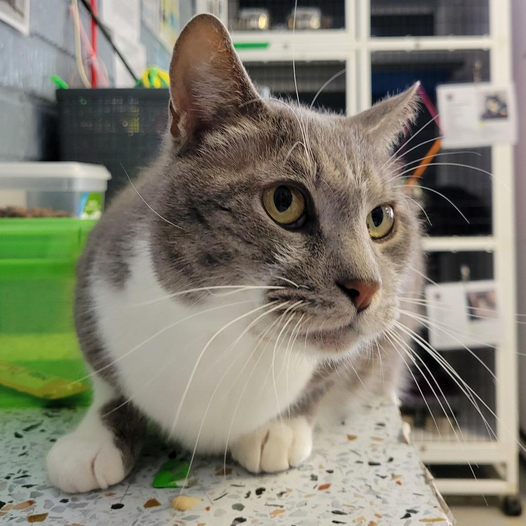 Enlarge Tom-Tom, a Adoptable Domestic Short Hair in Ruckersville, VA image 2/2