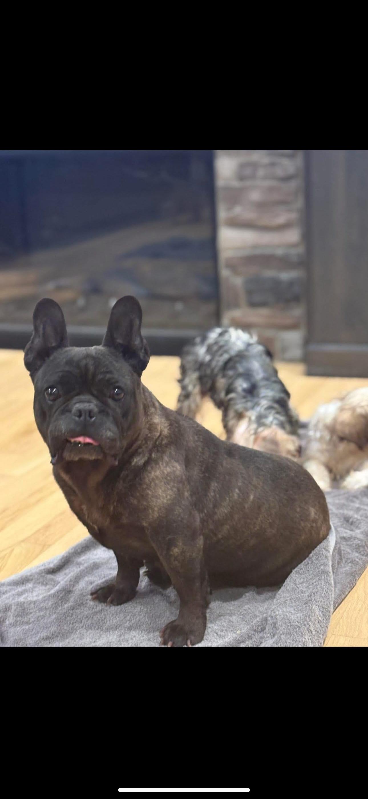 Belle, Adoptable, Adult Female French Bulldog.