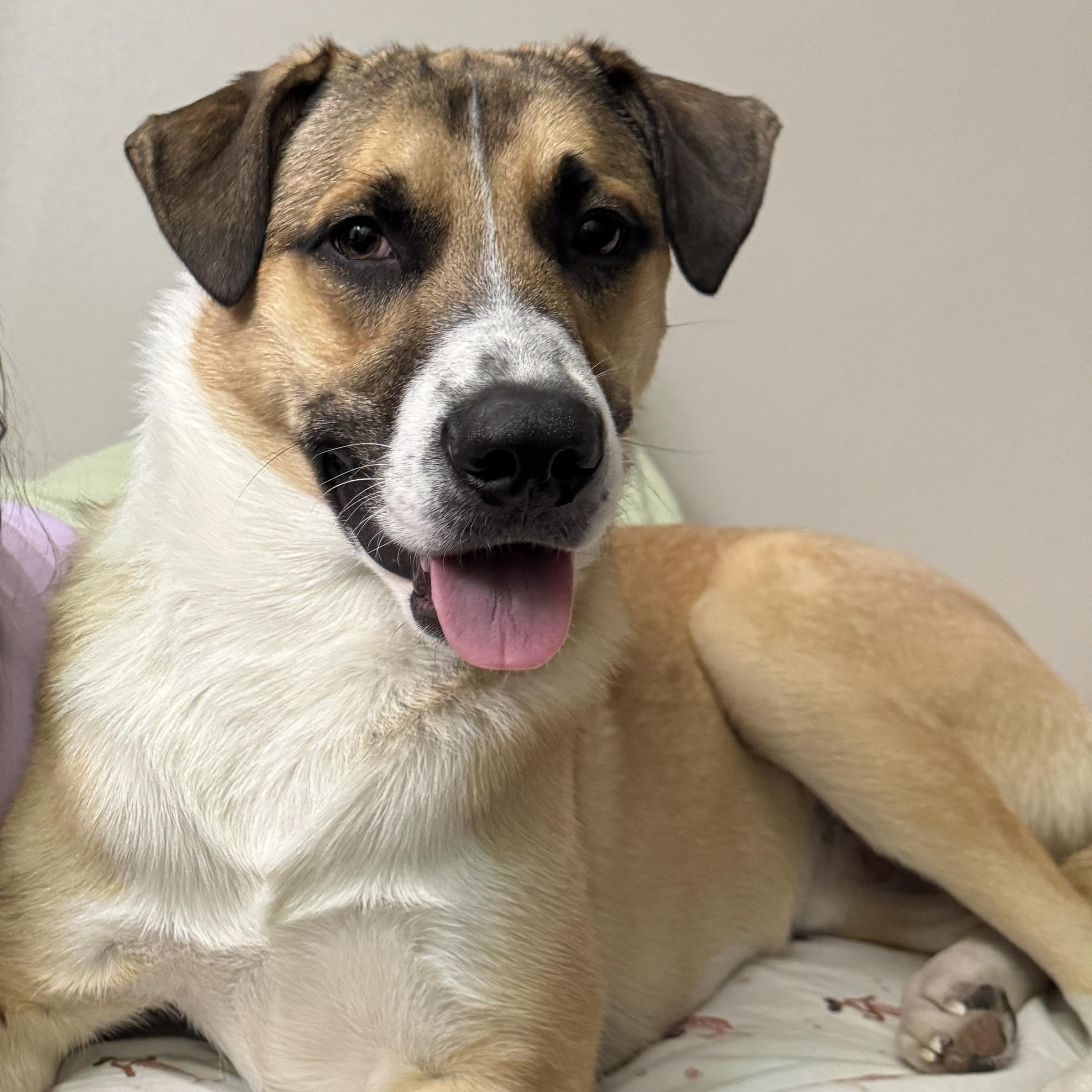 Apollo, Adoptable, Young Male Great Pyrenees & German Shepherd Dog.