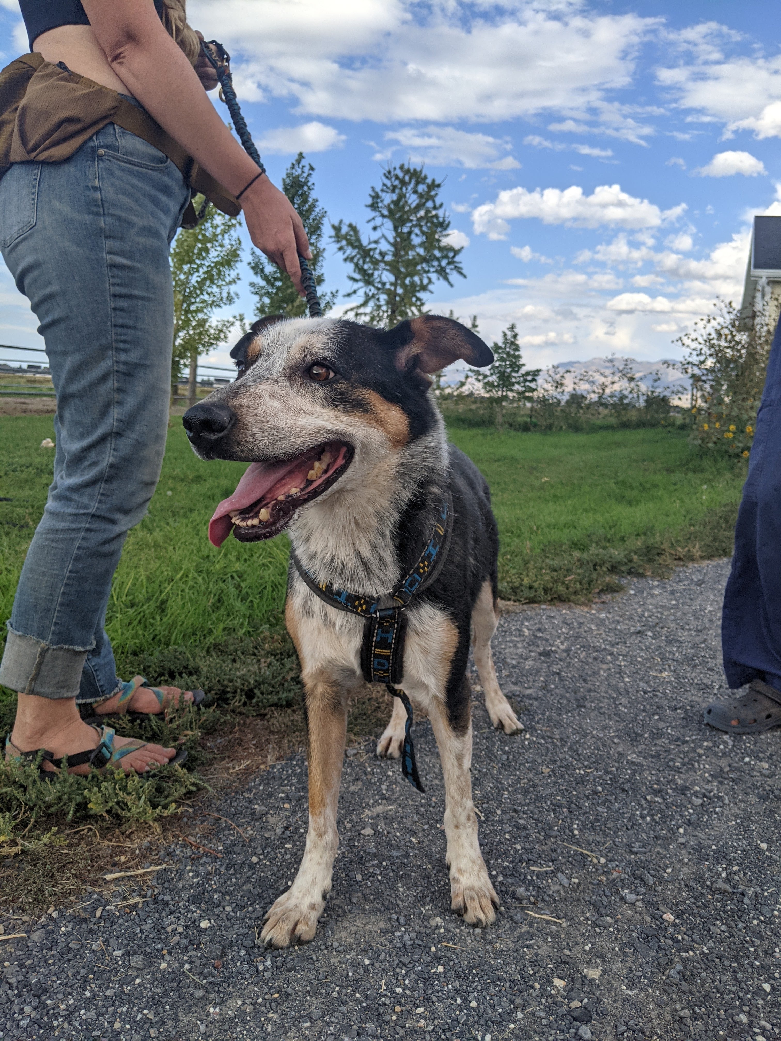 Stryker, a Adoptable mixed breed in Millville, UT image 1/6