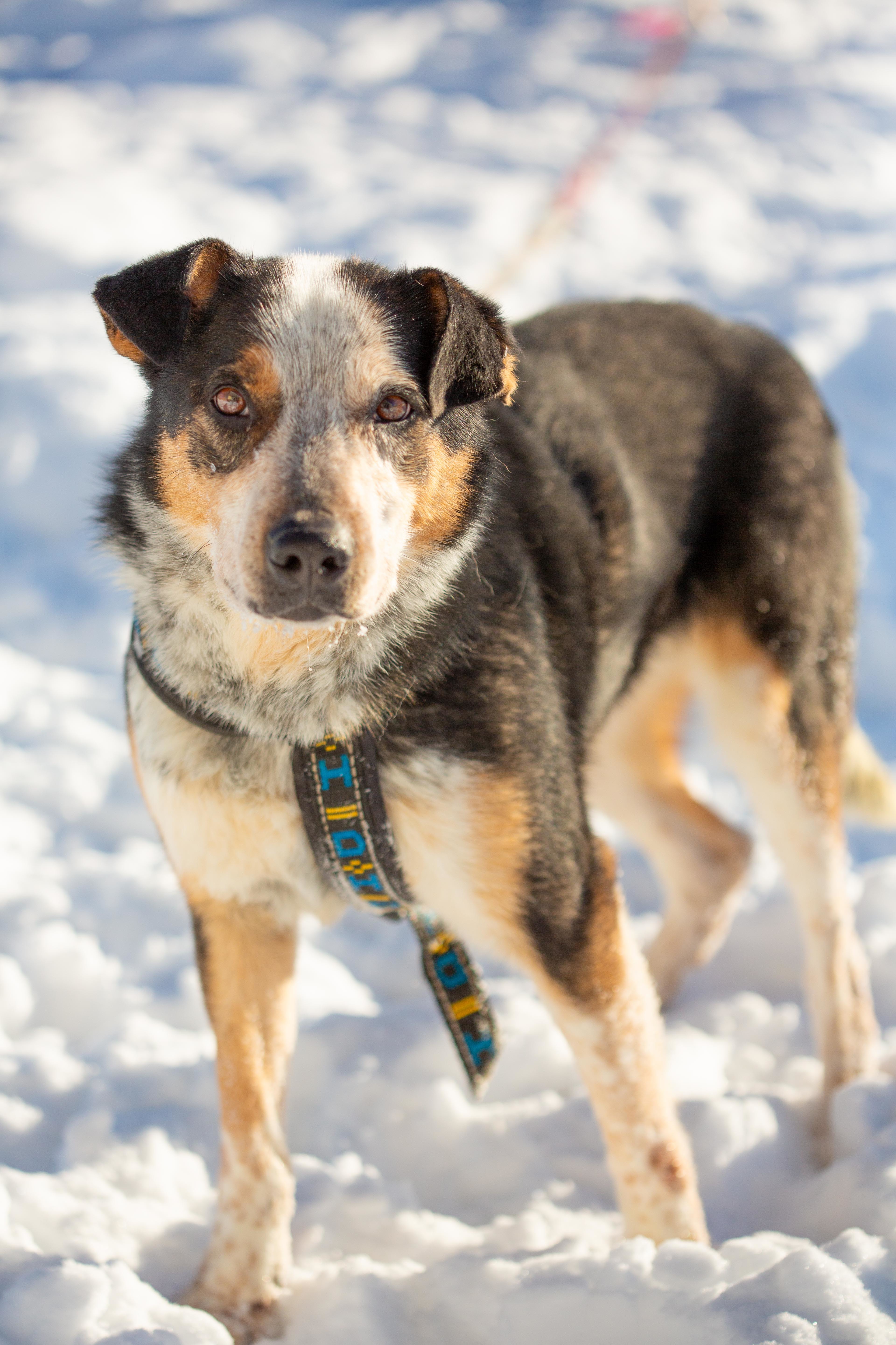 Stryker, a Adoptable mixed breed in Millville, UT image 2/6