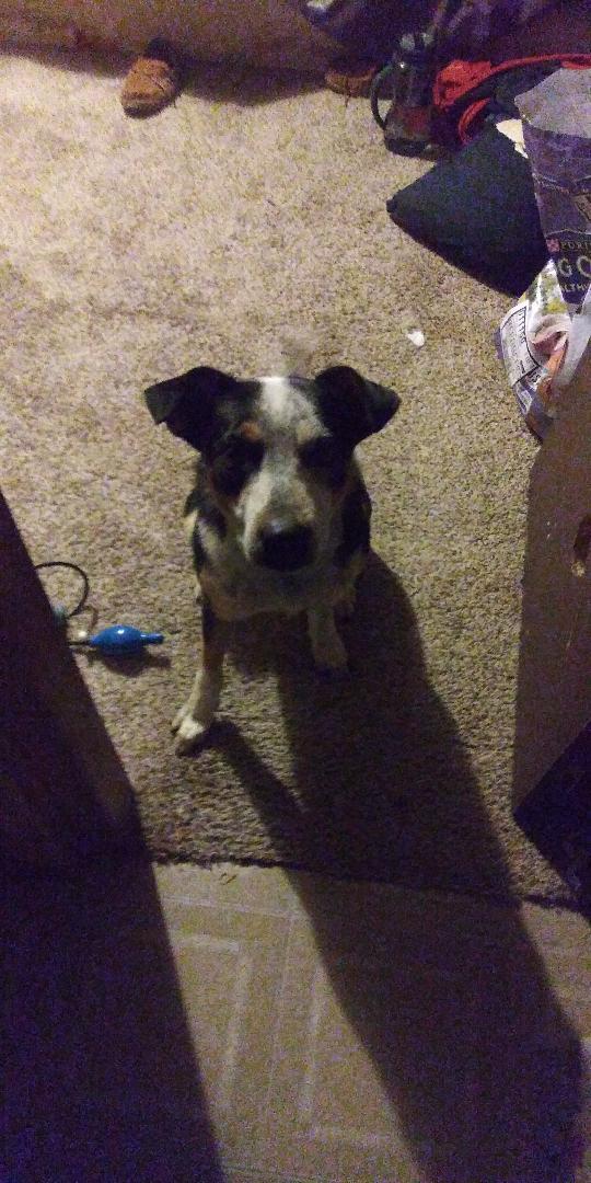 Stryker, a Adoptable mixed breed in Millville, UT image 3/6