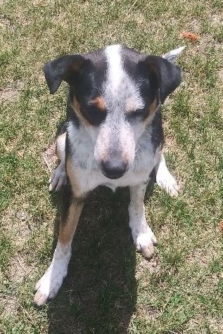 Stryker, a Adoptable mixed breed in Millville, UT image 4/6