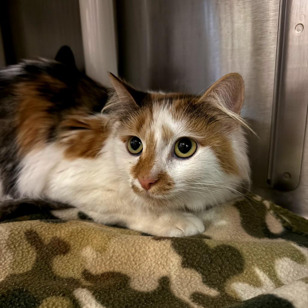 Vivienne, Adoptable, Young Female Domestic Long Hair.