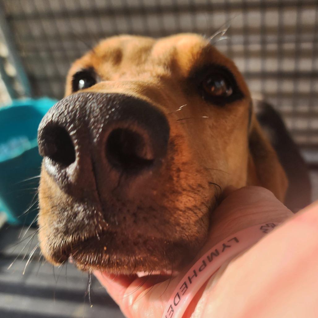 Freya, a Adoptable Bloodhound image 1/6