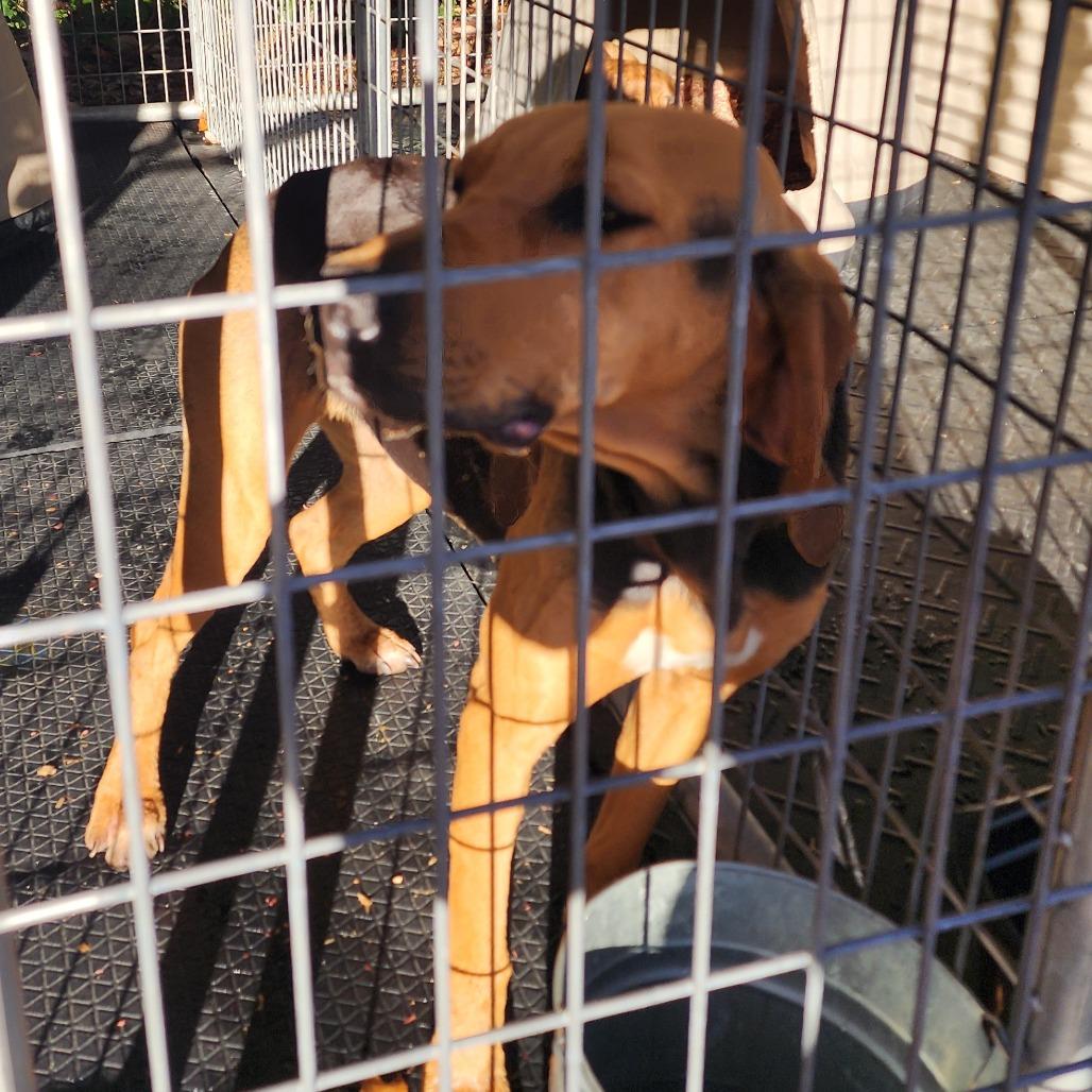 Enlarge Freya, a Adoptable Bloodhound in Evensville, TN image 1/6