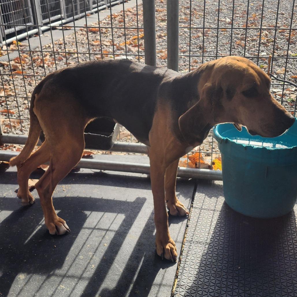 Freya, a Adoptable Bloodhound image 2/6