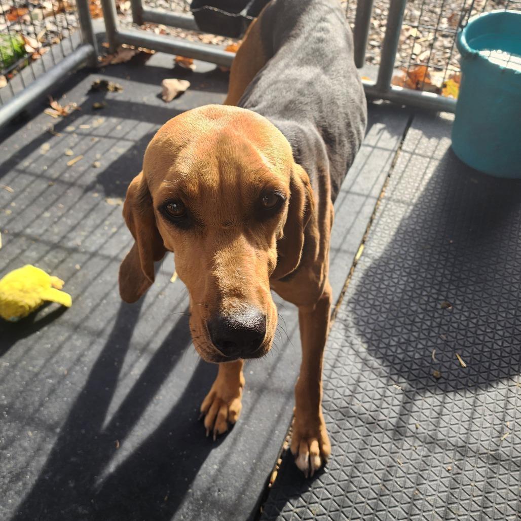 Freya, a Adoptable Bloodhound image 3/6