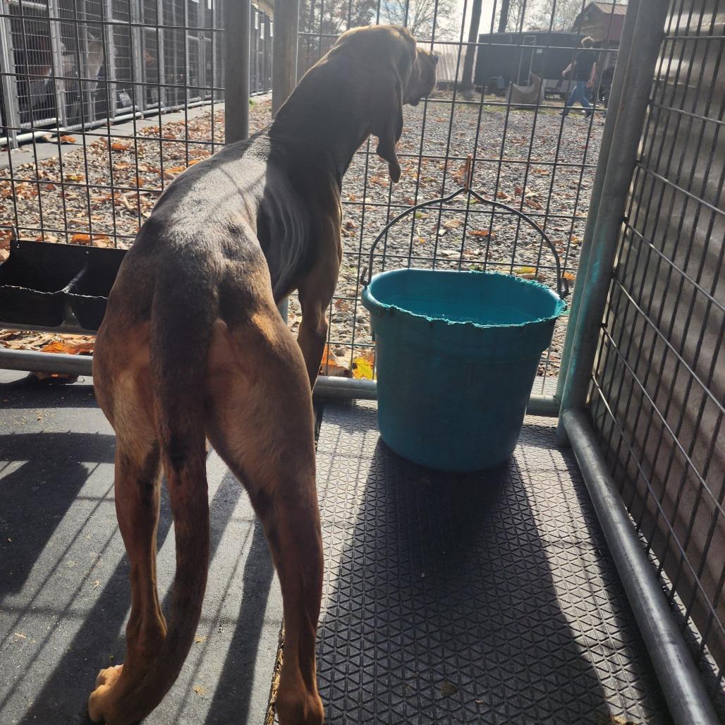 Freya, a Adoptable Bloodhound image 4/6