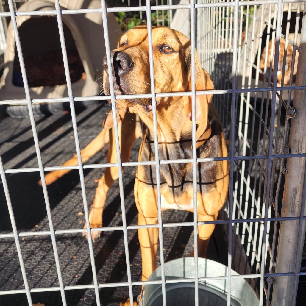 Freya, a Adoptable Bloodhound image 6/6