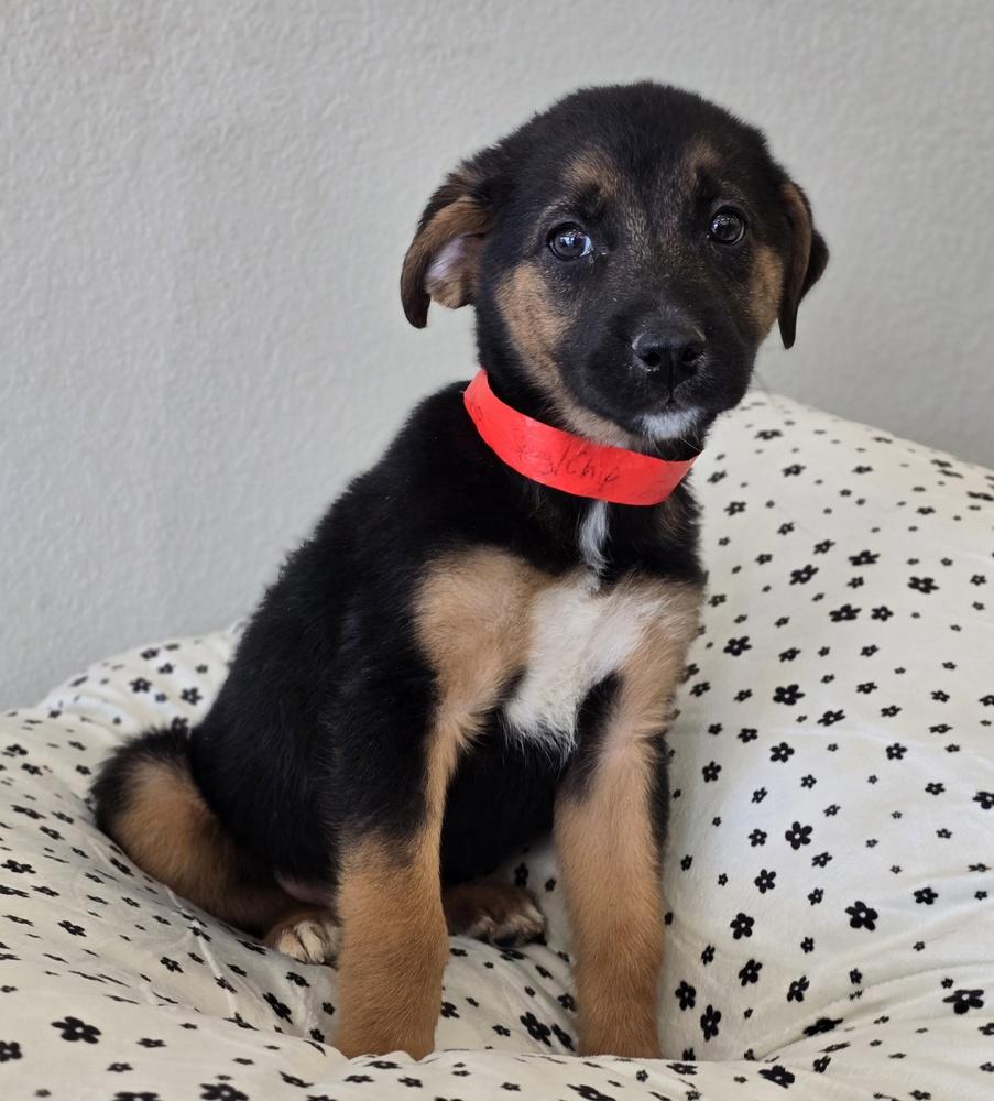 Enlarge Cupid, a Adoptable mixed breed in Sedalia, CO image 4/4