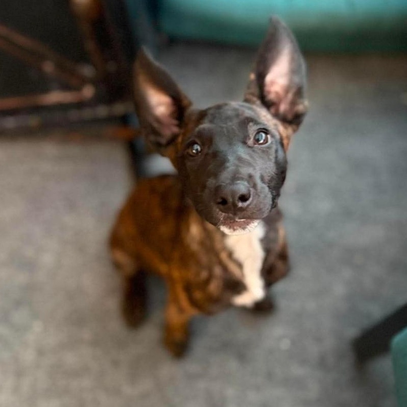 Enlarge Twix, a Adoptable mixed breed in Buckley, WA image 4/6