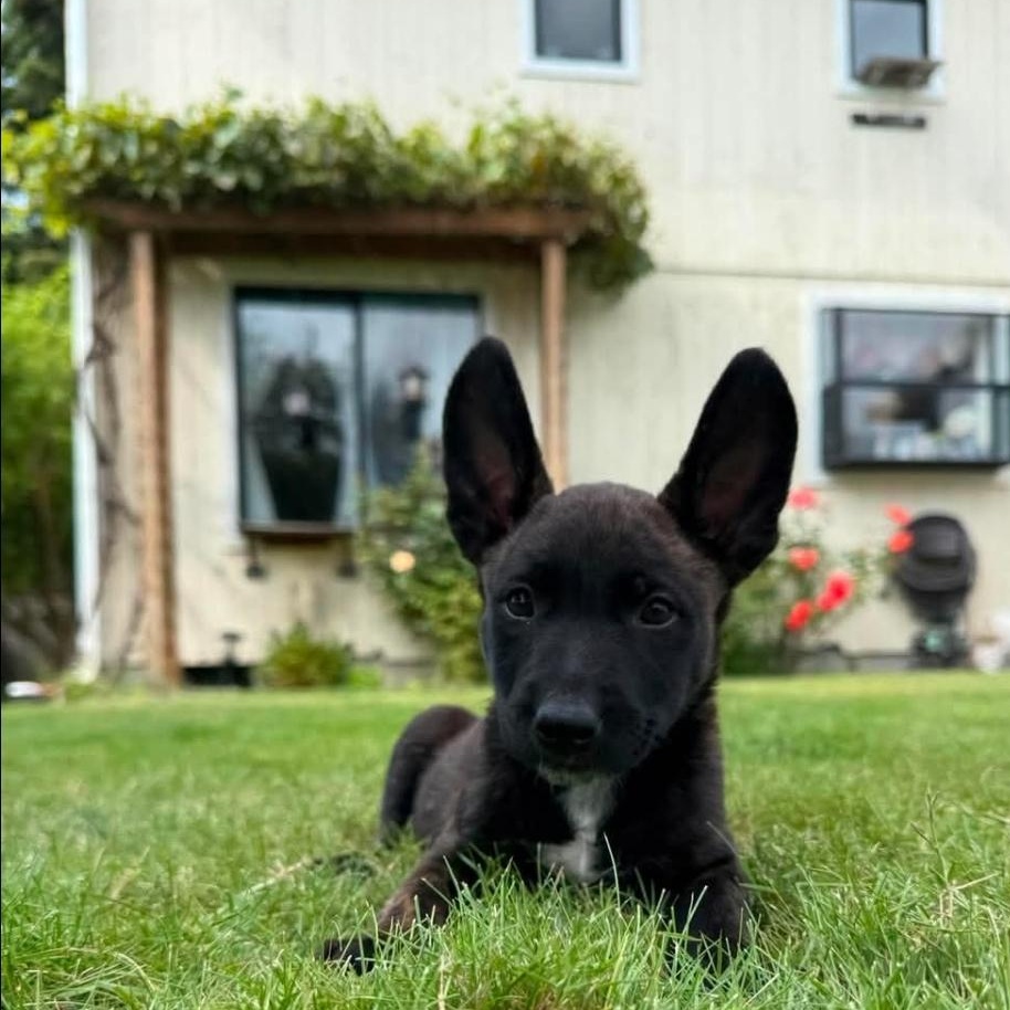 Enlarge Twix, a Adoptable mixed breed in Buckley, WA image 5/6
