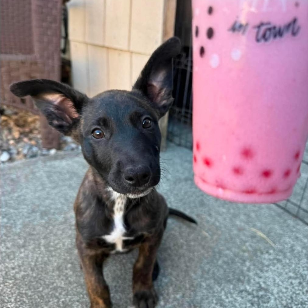 Enlarge Twix, a Adoptable mixed breed in Buckley, WA image 2/6