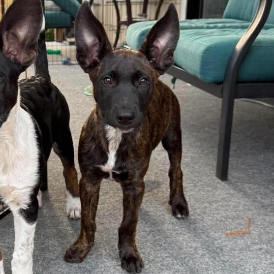Enlarge Twix, a Adoptable mixed breed in Buckley, WA image 1/6