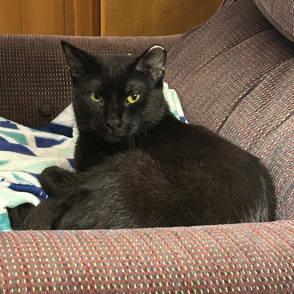Shy Guy, a Adoptable Domestic Short Hair in Grand Rapids, MI image 1/6
