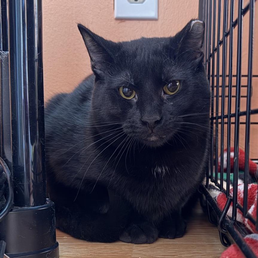Shy Guy-Foster, Adoptable, Young Male Domestic Short Hair.