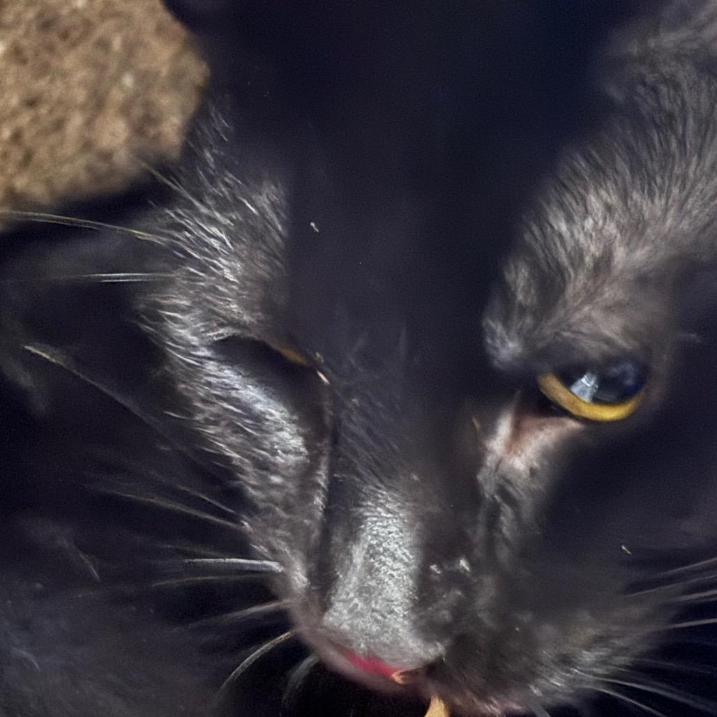 Enlarge Shy Guy-Foster, a Adoptable Domestic Short Hair in Grand Rapids, MI image 2/5