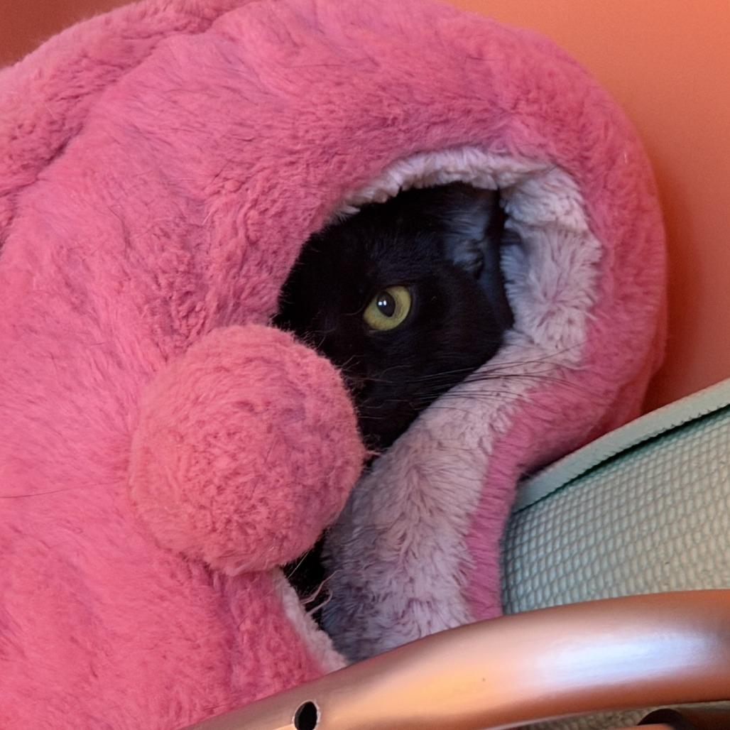 Enlarge Shy Guy-Foster, a Adoptable Domestic Short Hair in Grand Rapids, MI image 3/5