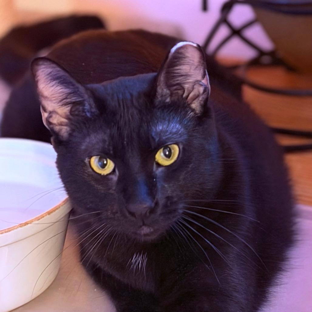Enlarge Shy Guy-Foster, a Adoptable Domestic Short Hair in Grand Rapids, MI image 4/5