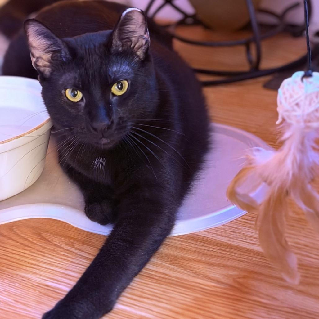 Enlarge Shy Guy-Foster, a Adoptable Domestic Short Hair in Grand Rapids, MI image 5/5