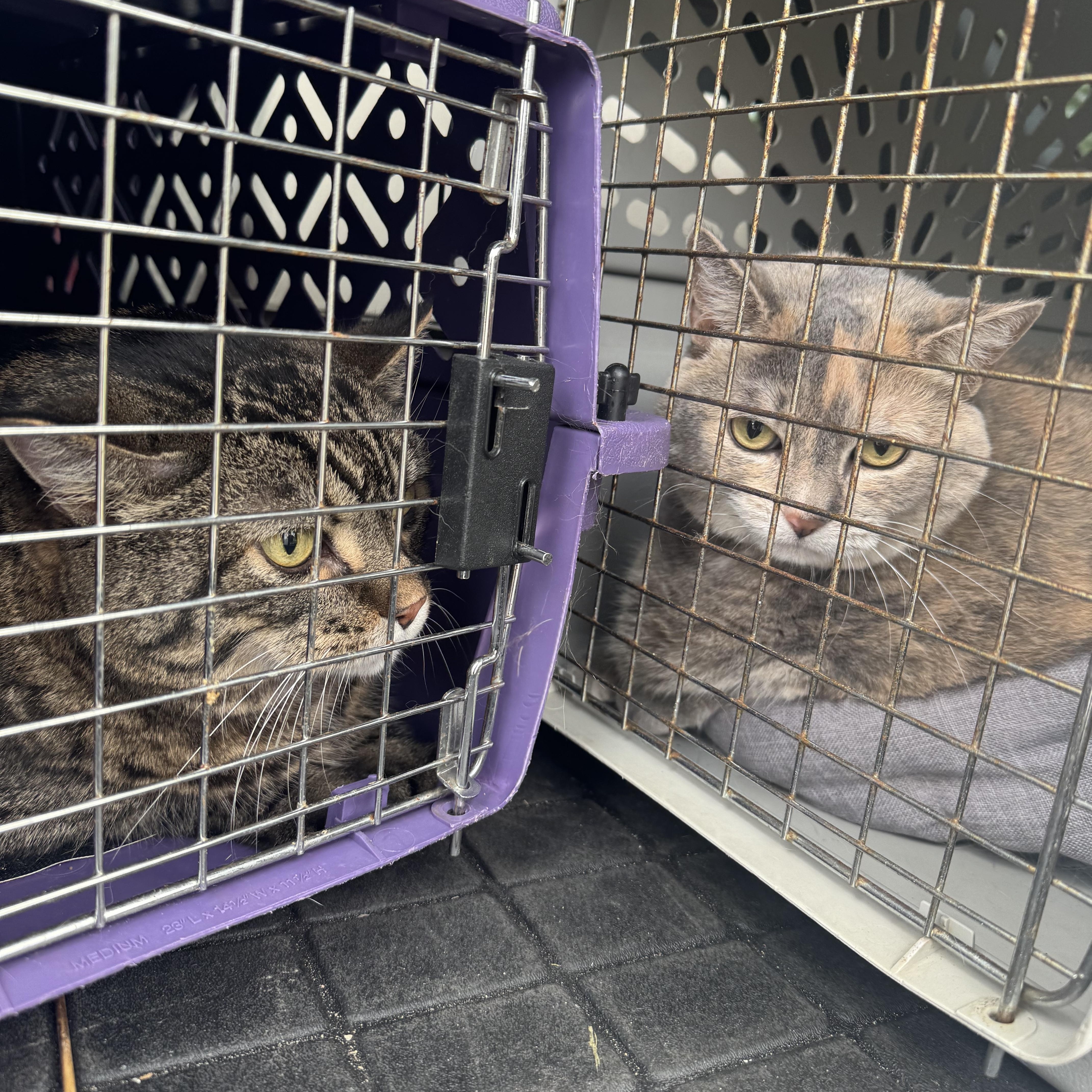 Puck & Poppy, Adoptable, Adult Female Torbie.