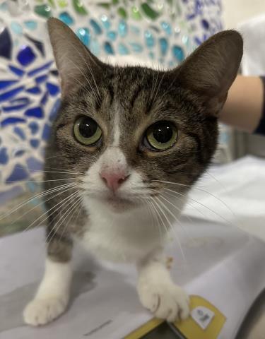 MISSIE, Adoptable, Adult Female Domestic Short Hair.