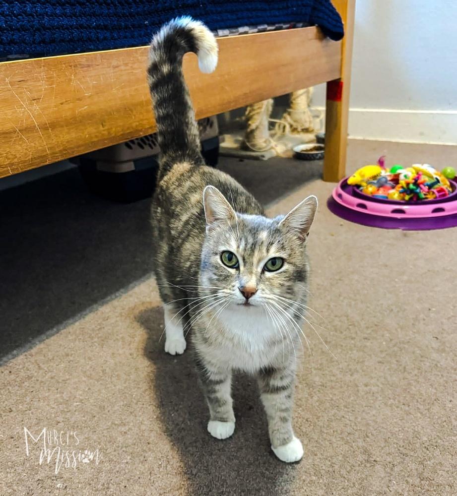 Enlarge Elaine, a Adoptable mixed breed in Spokane , WA image 1/1