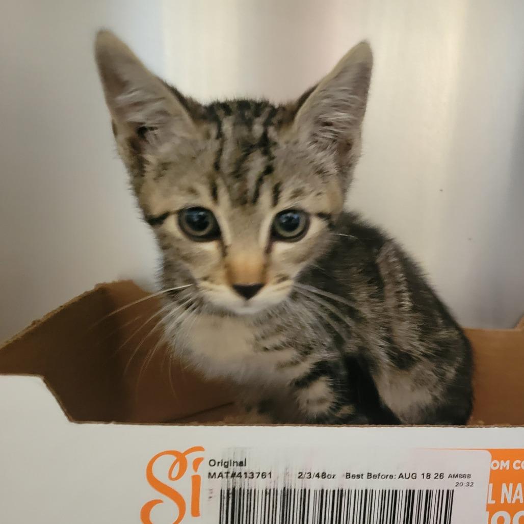 Manatee, Adoptable, Kitten Male Domestic Short Hair.