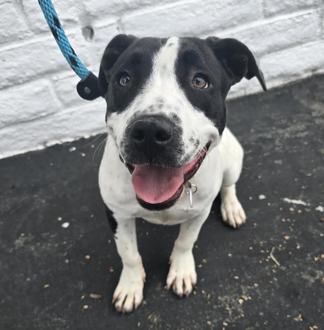 Patches, Adoptable, Puppy Female Mixed Breed.