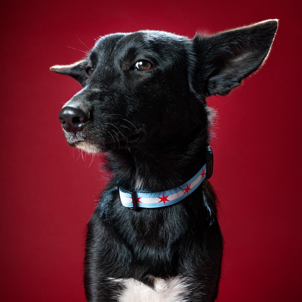 Gamora, Adoptable, Adult Female Shepherd & Mixed Breed.