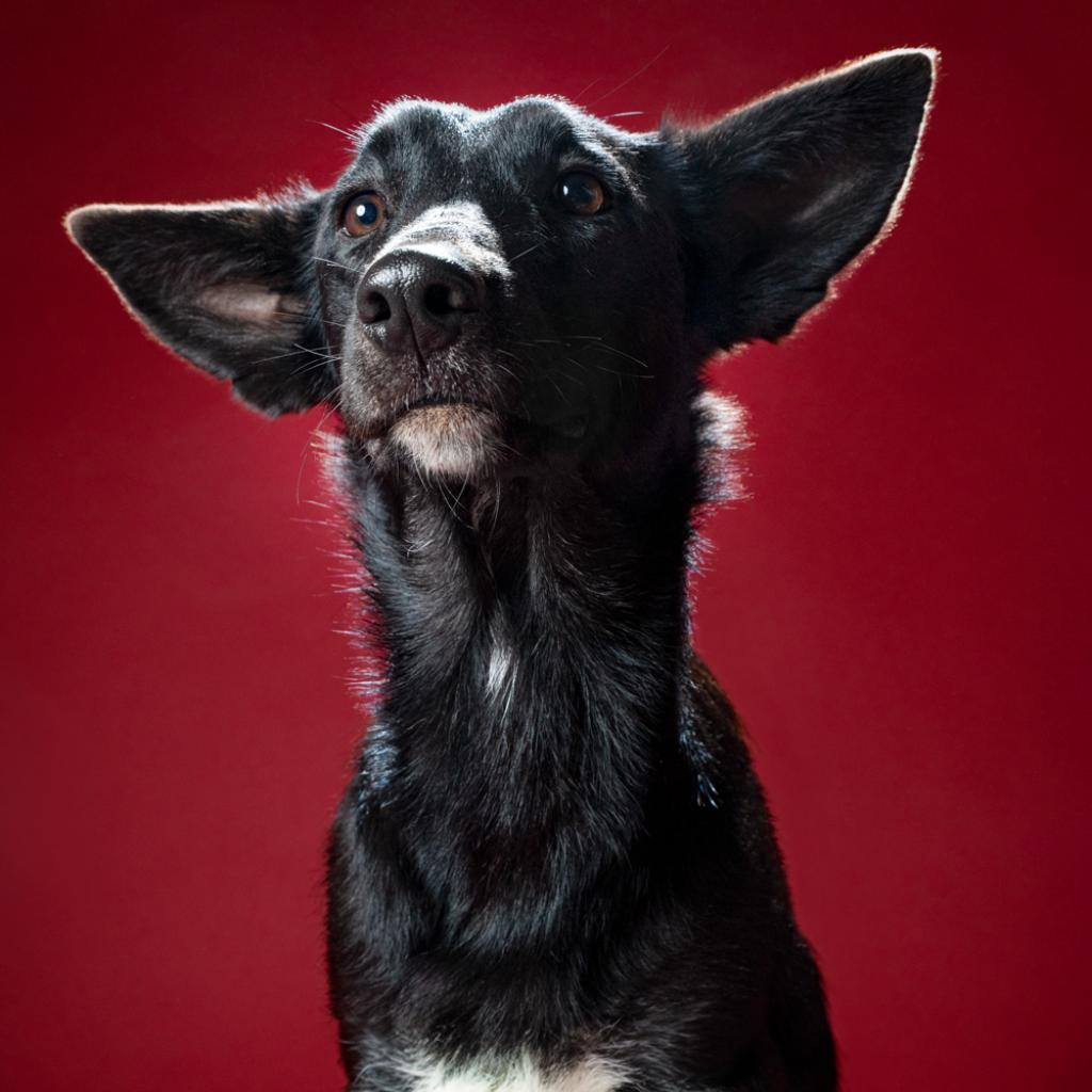 Enlarge Gamora, a Adoptable mixed breed in Chicago, IL image 3/6