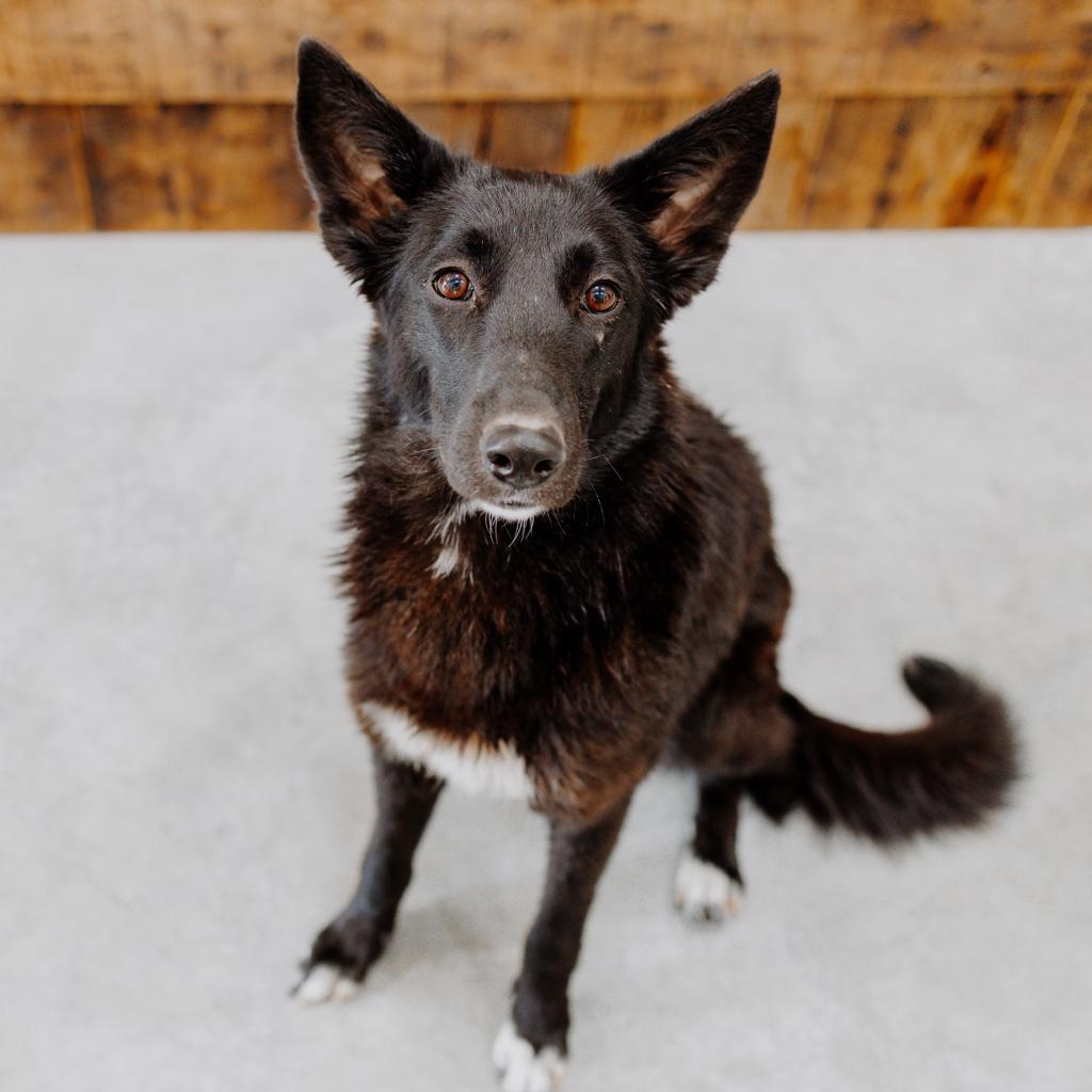 Enlarge Gamora, a Adoptable mixed breed in Chicago, IL image 4/6