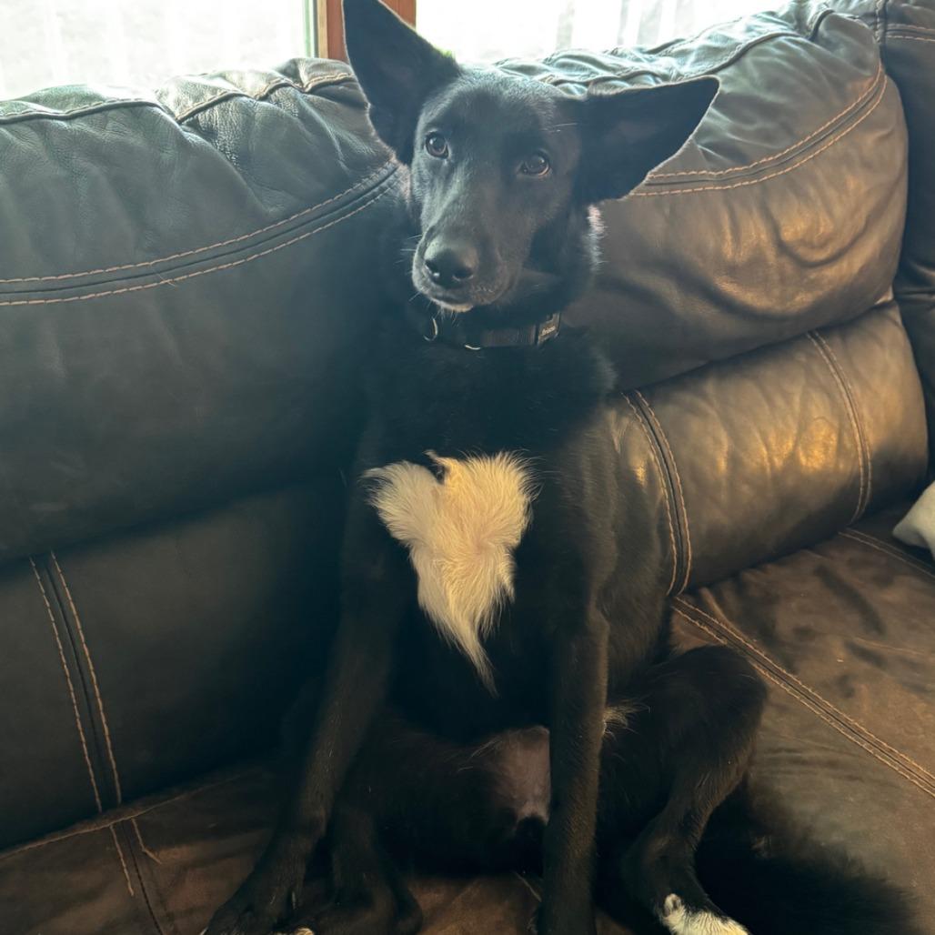 Enlarge Gamora, a Adoptable mixed breed in Chicago, IL image 6/6