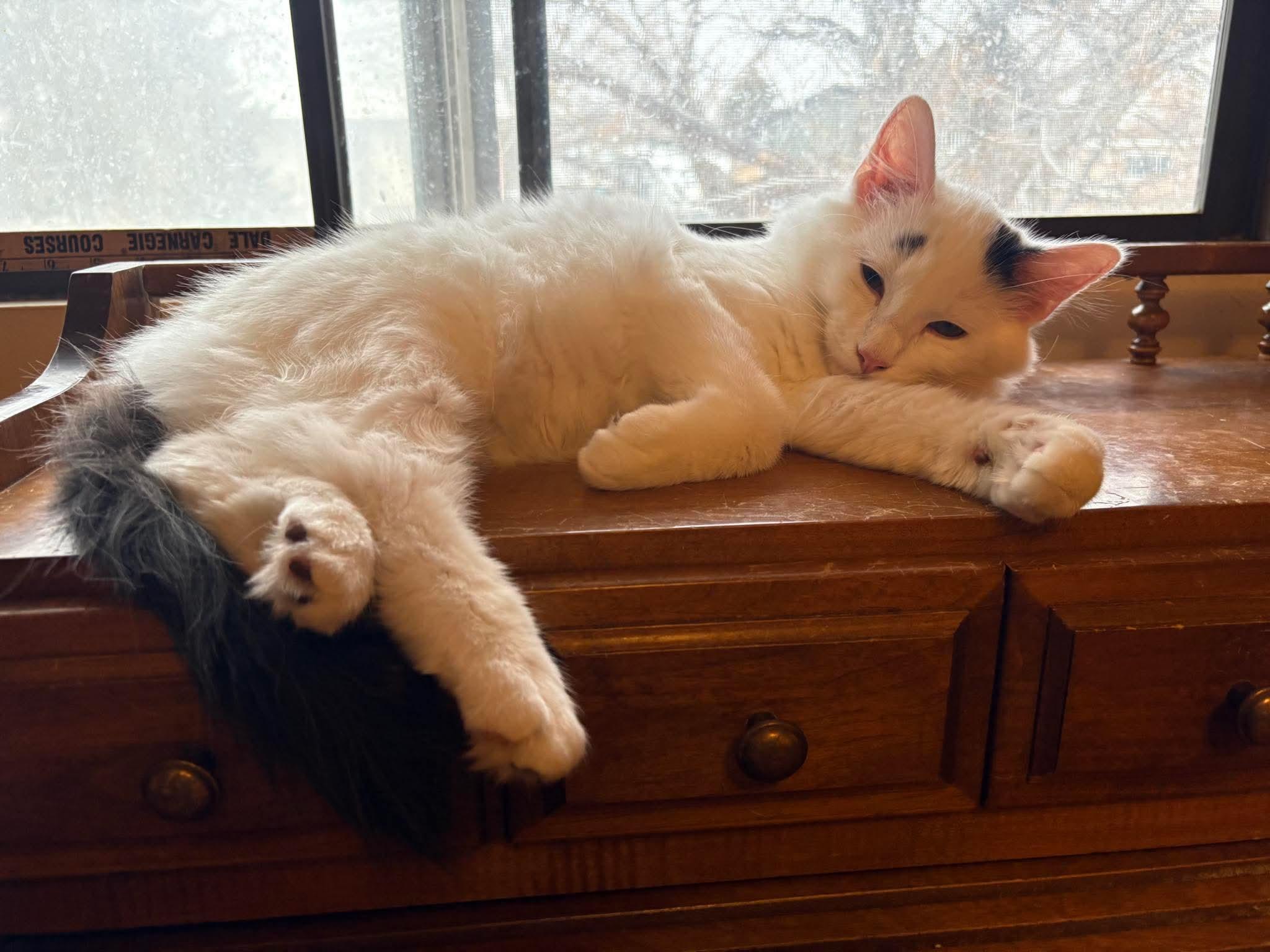 Enlarge Smudge, an adopted mixed breed in Pocatello, ID image 3/3