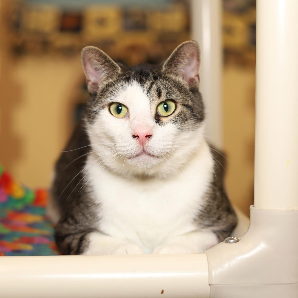 Dale, Adoptable, Adult Male Domestic Short Hair.