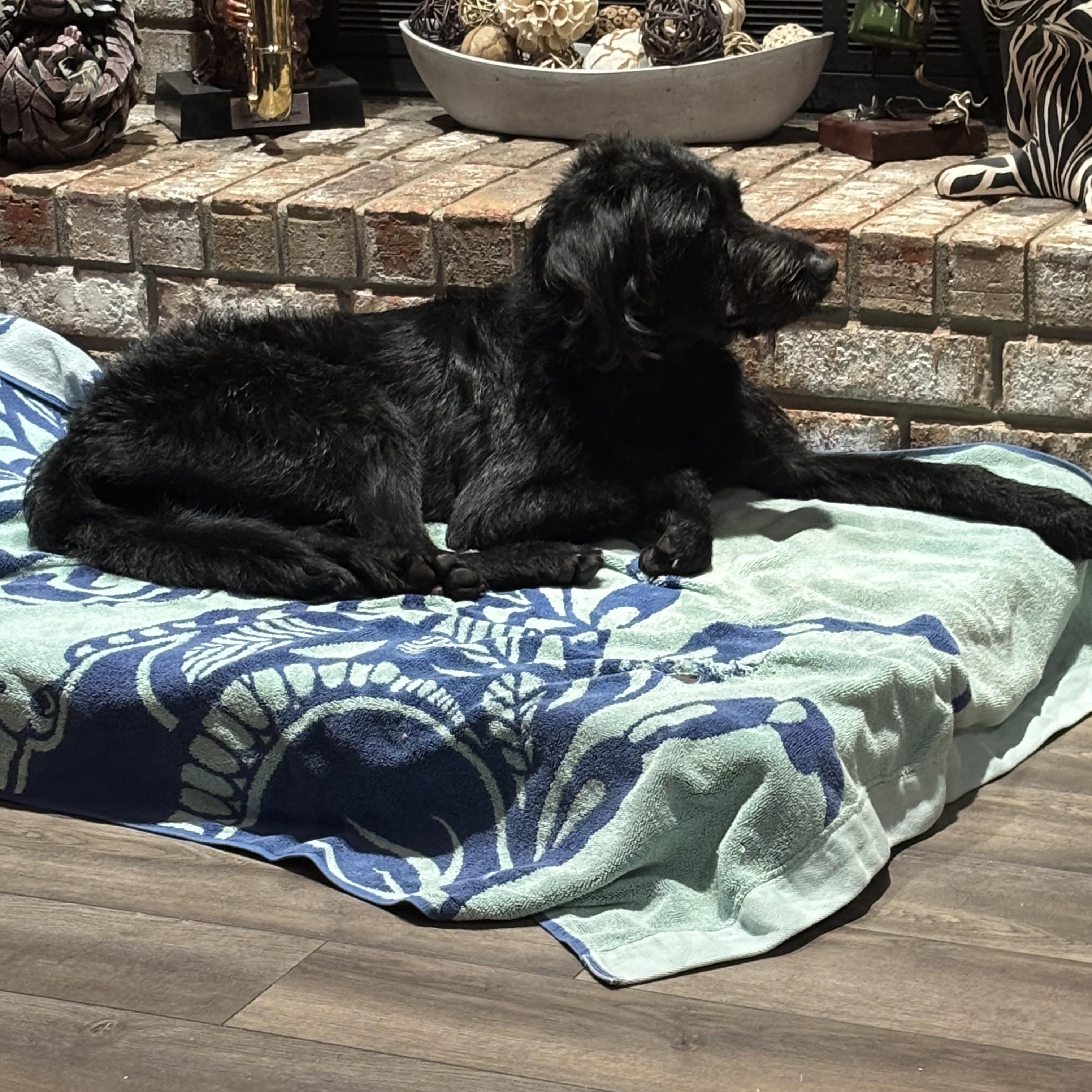 Rocky, an adopted Labradoodle in Baker, LA image 2/6