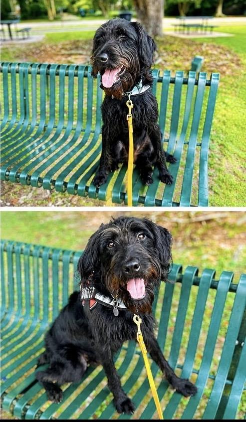 Rocky, adopted, Adult Male Labradoodle.