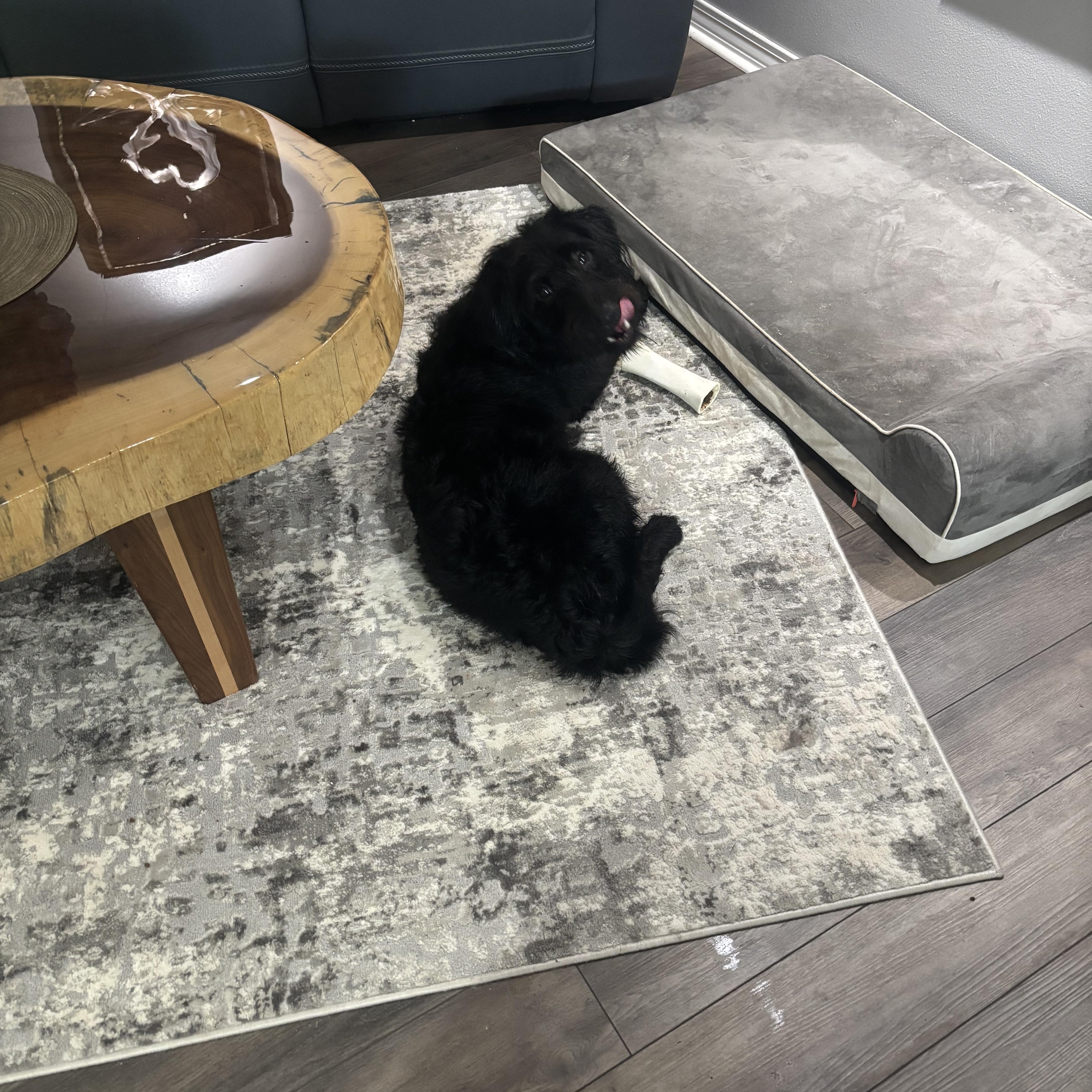 Rocky, an adopted Labradoodle in Baker, LA image 3/6