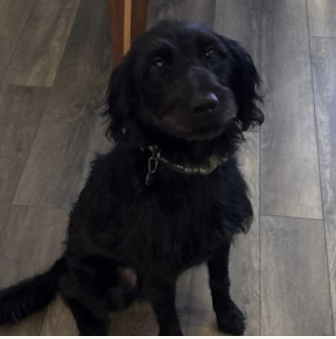 Rocky, an adopted Labradoodle in Baker, LA image 5/6