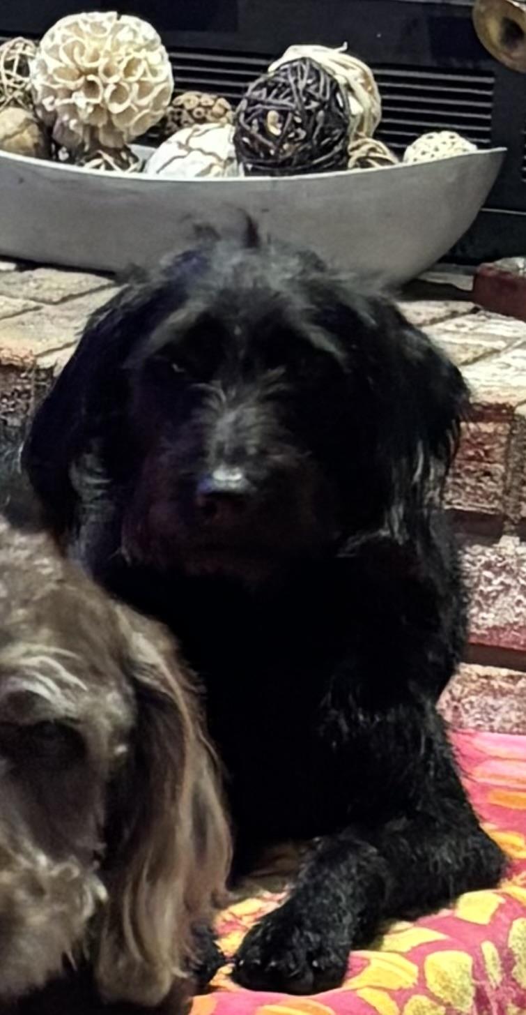 Rocky, an adopted Labradoodle in Baker, LA image 6/6