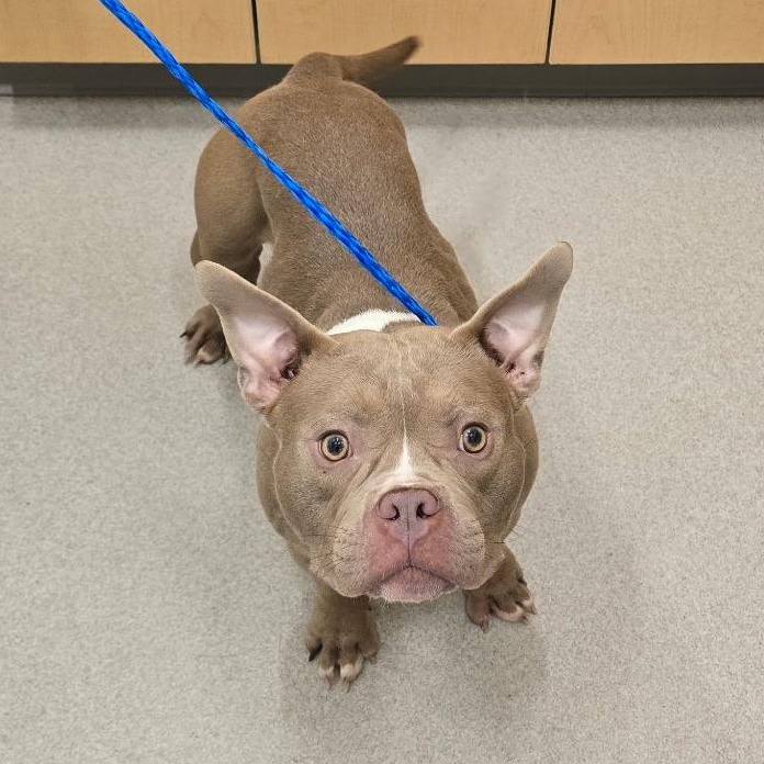 26-349 Primrose, adopted, Adult Female American Bully.
