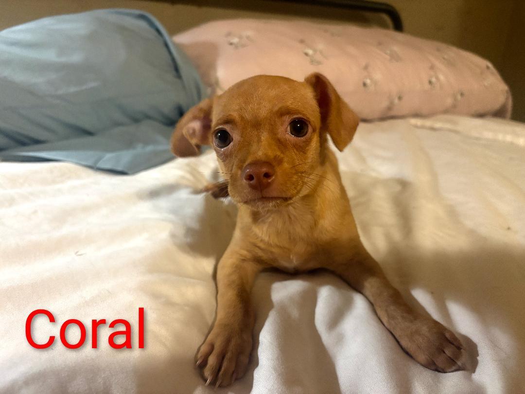 Enlarge Coral, a Adoptable mixed breed in Mary Esther, FL image 1/1