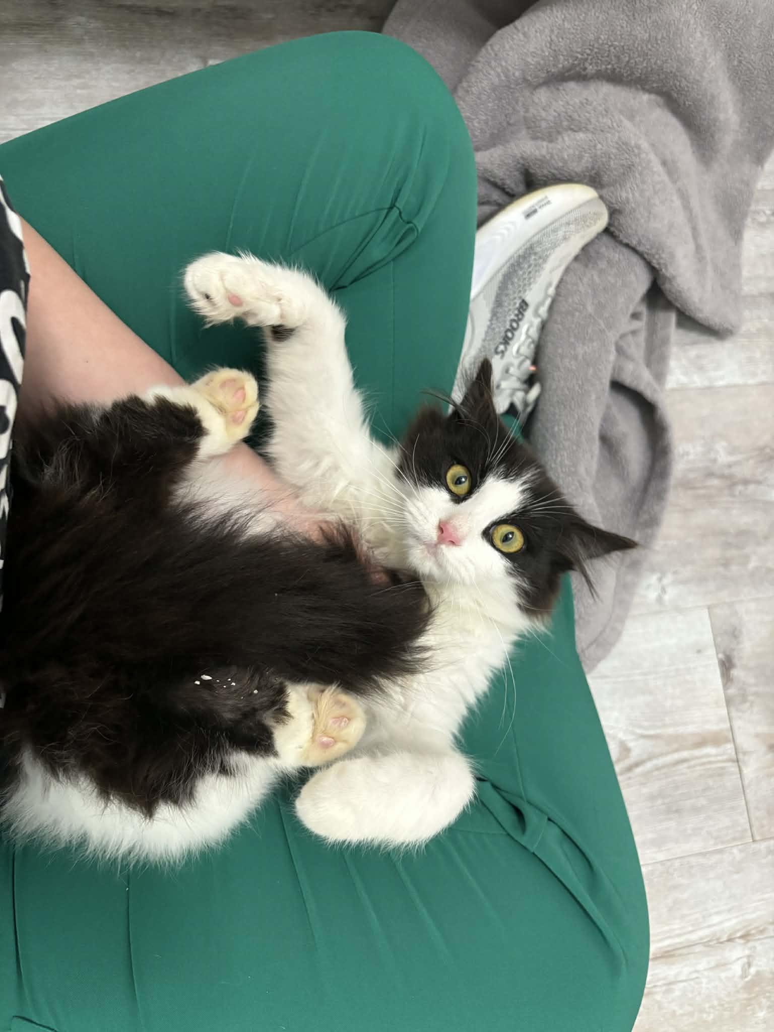 Enlarge Cookies N Cream, a ADOPTABLE American Shorthair in Barboursville, WV image 2/3