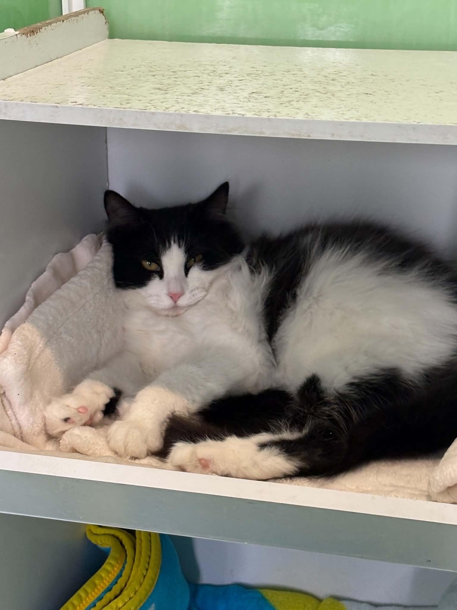 Enlarge Cookies N Cream, a ADOPTABLE American Shorthair in Barboursville, WV image 1/4