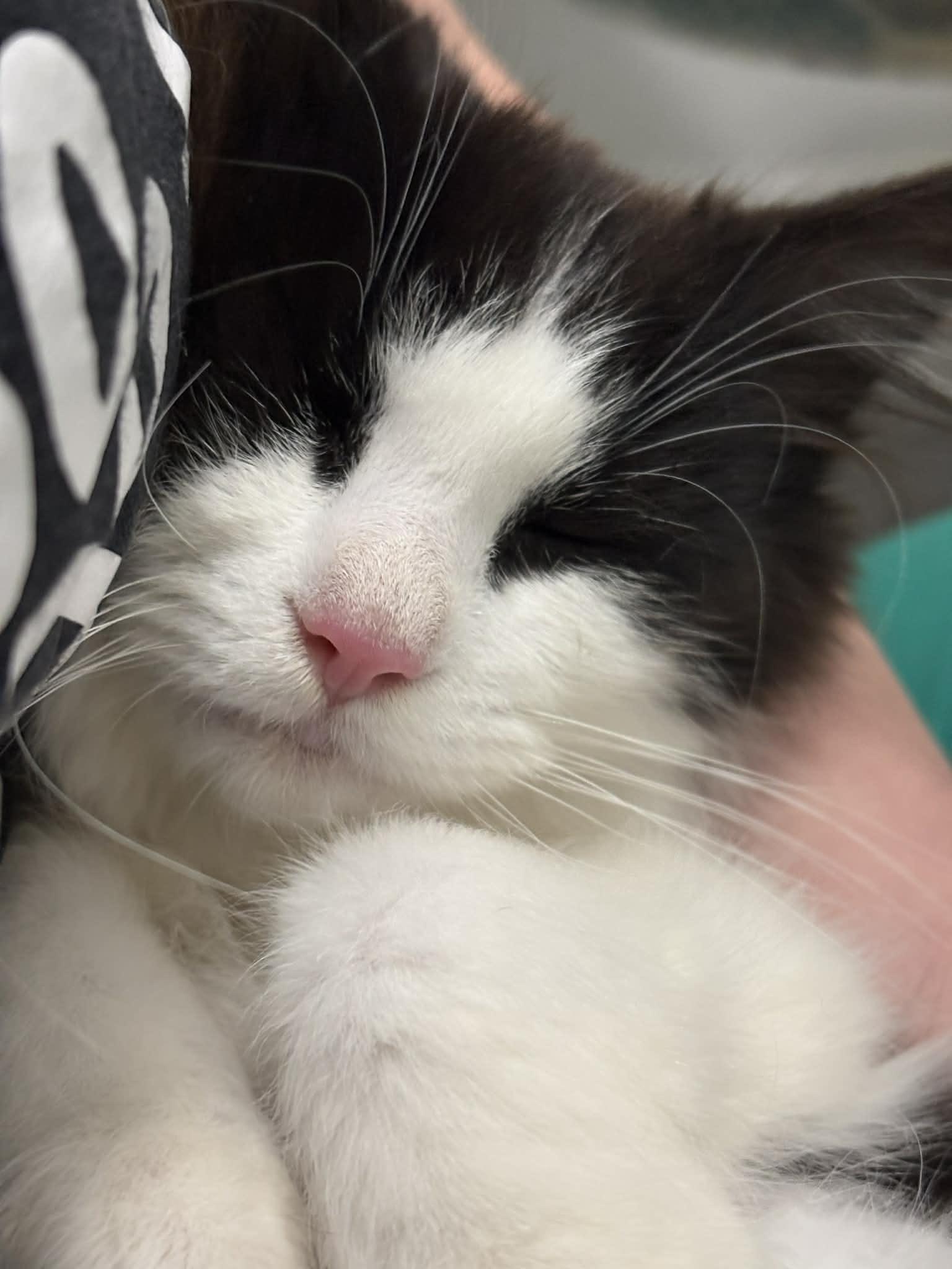 Enlarge Cookies N Cream, a ADOPTABLE American Shorthair in Barboursville, WV image 3/3