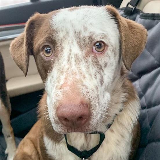 Elurra, ADOPTABLE, Puppy Female Cattle Dog.