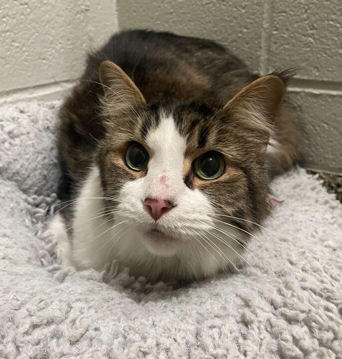 Noble, an adopted Domestic Medium Hair in Jackson, MI image 2/3